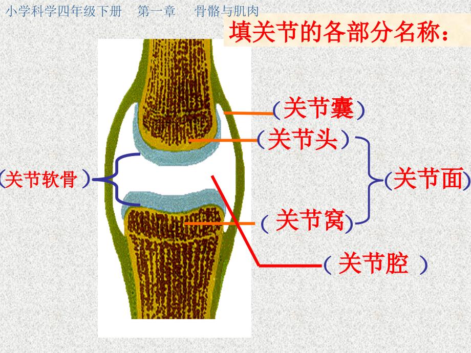 苏教版科学四下《关节》PPT课件5_第4页