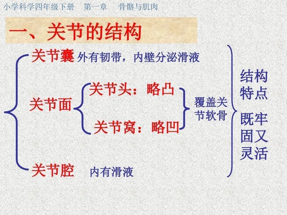 苏教版科学四下《关节》PPT课件5_第5页