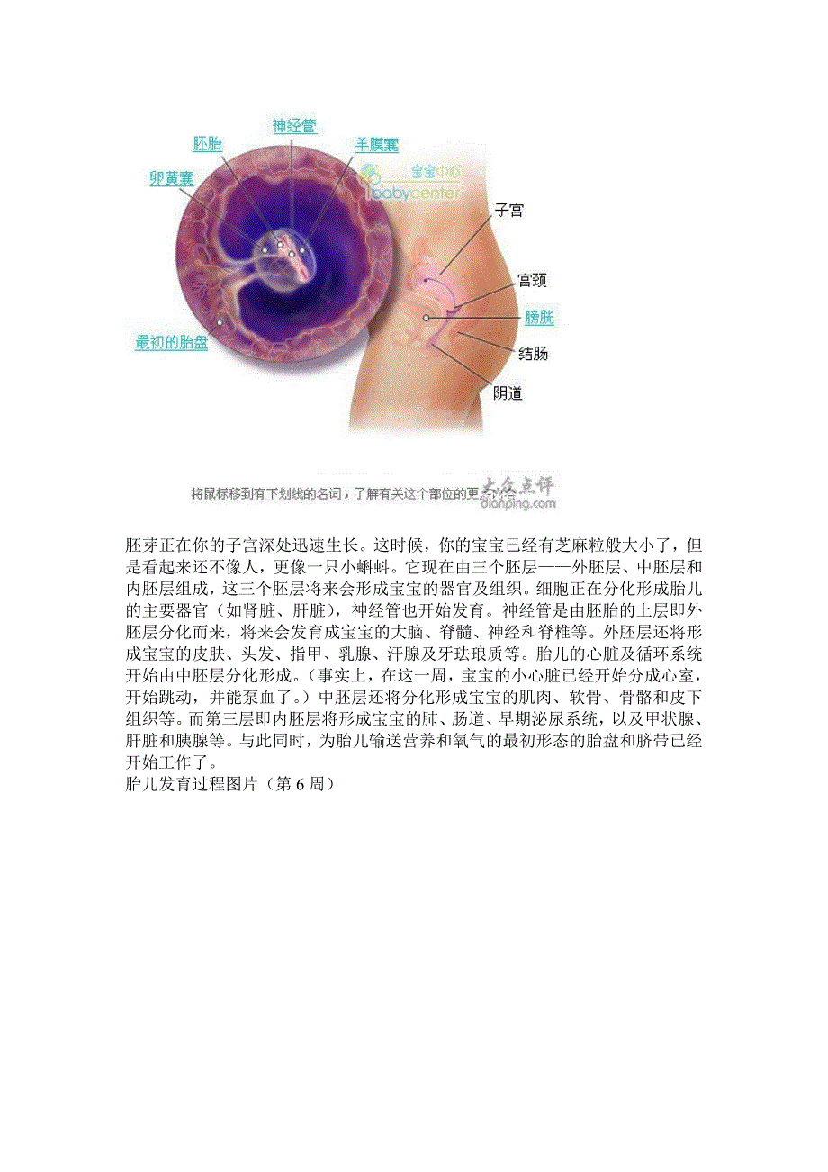 胎儿发育过程详解图片_第4页