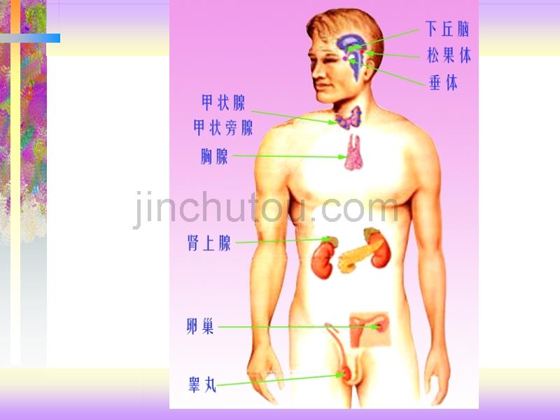 临本内分泌_第2页
