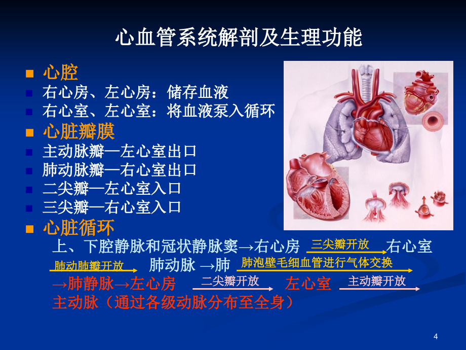 心血管基础_第4页