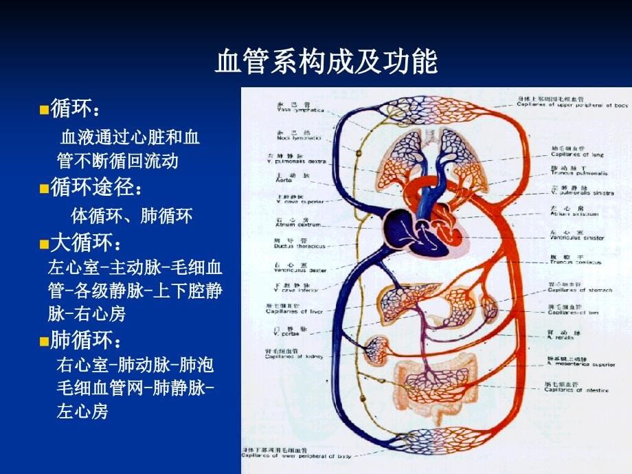 心血管基础_第5页