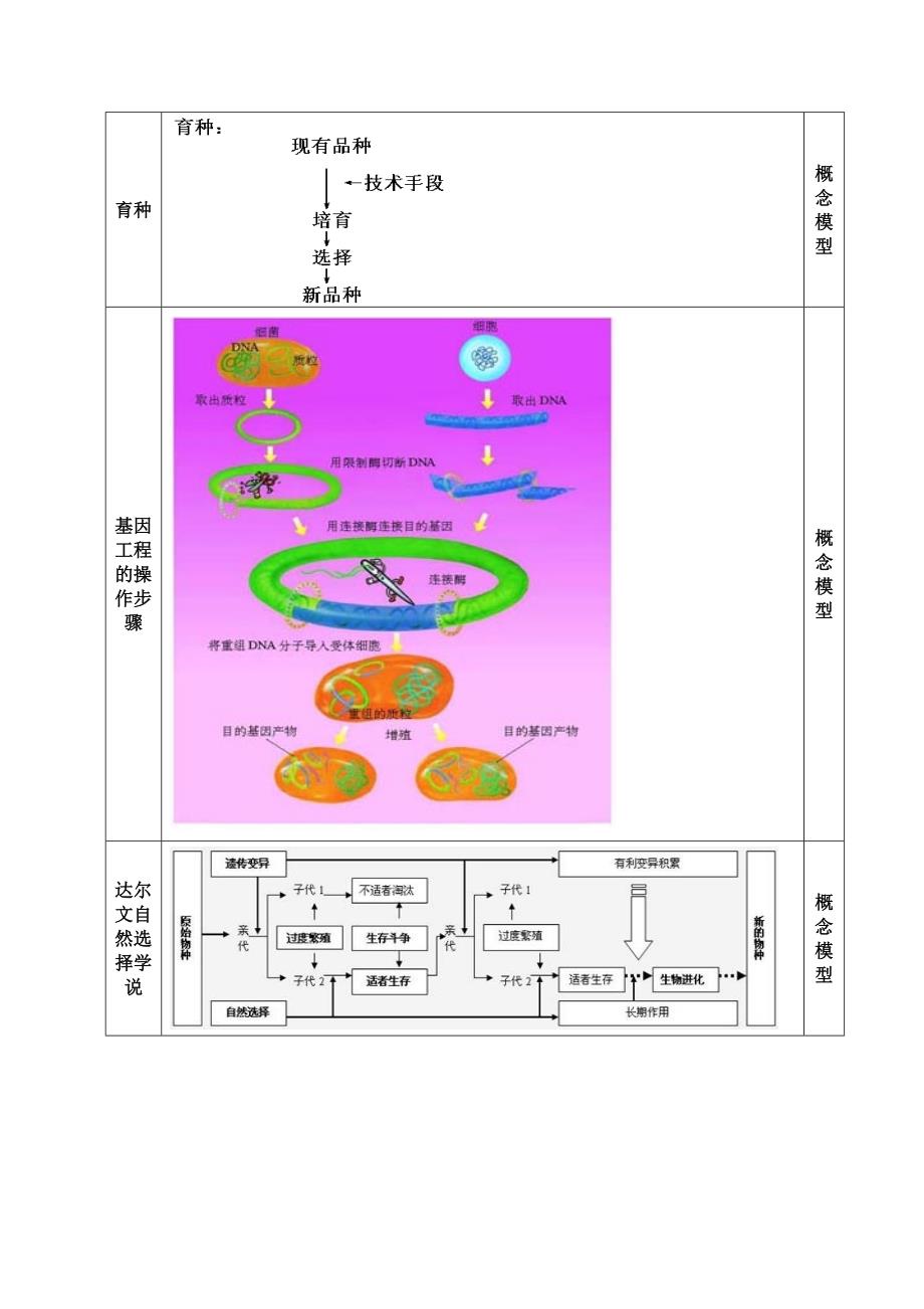 高中生物新课程中的生物模型_第2页