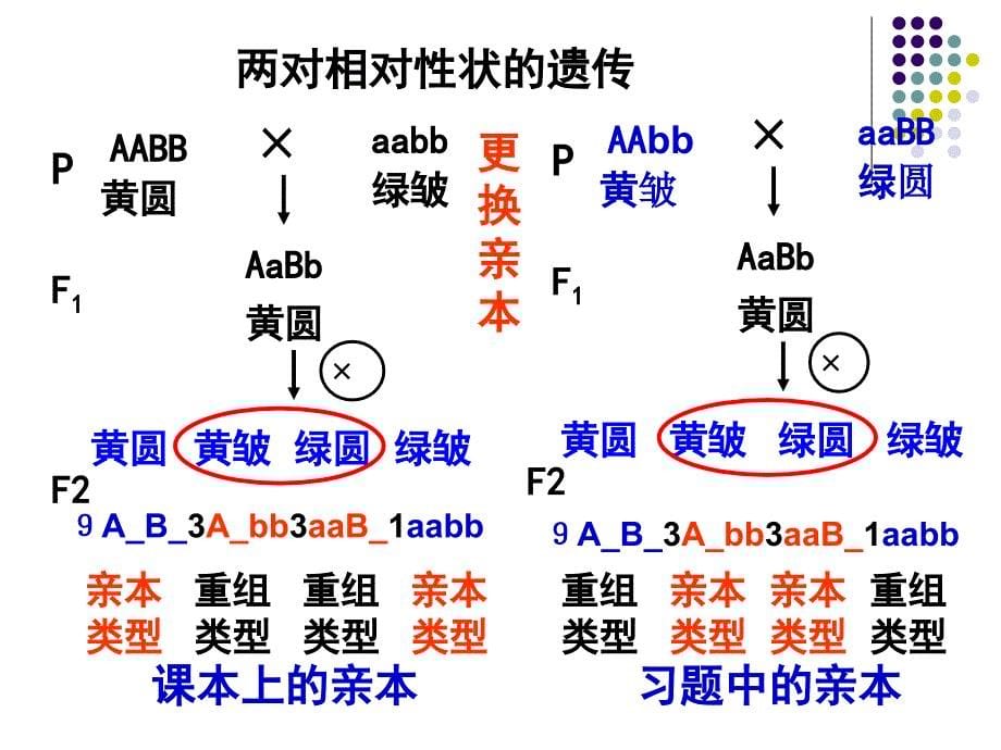 孟德尔的豌豆杂交实验2_第5页