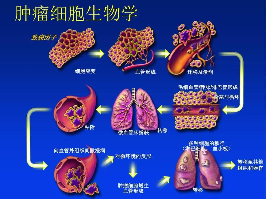 抗恶性肿瘤药物的临床应用_第5页