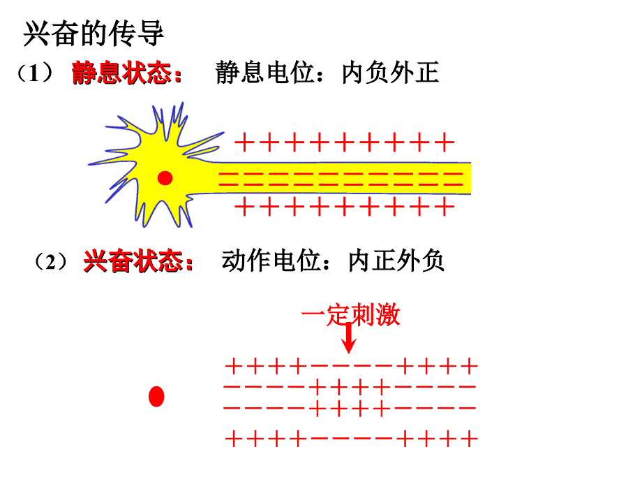 2014高三一轮复习必修三：神经调节_第4页