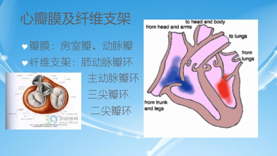 心的血管课件_第3页