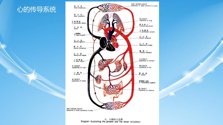 心的血管课件_第4页