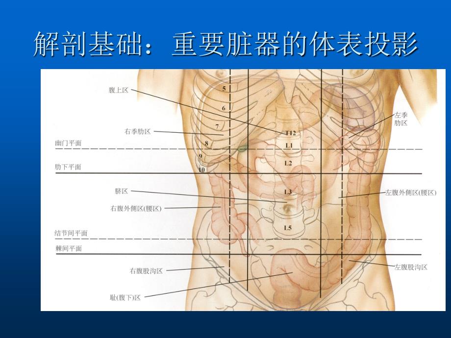 腹盆腔CT常见结构及临床意义ppt课件_第2页