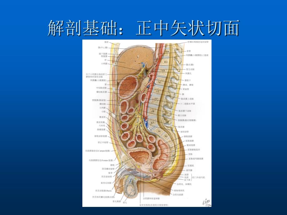 腹盆腔CT常见结构及临床意义ppt课件_第3页
