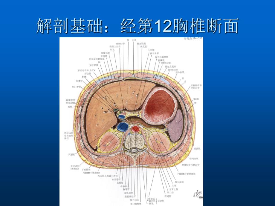 腹盆腔CT常见结构及临床意义ppt课件_第4页