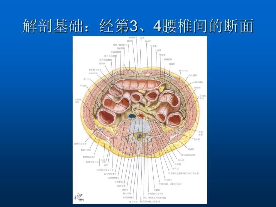 腹盆腔CT常见结构及临床意义ppt课件_第5页