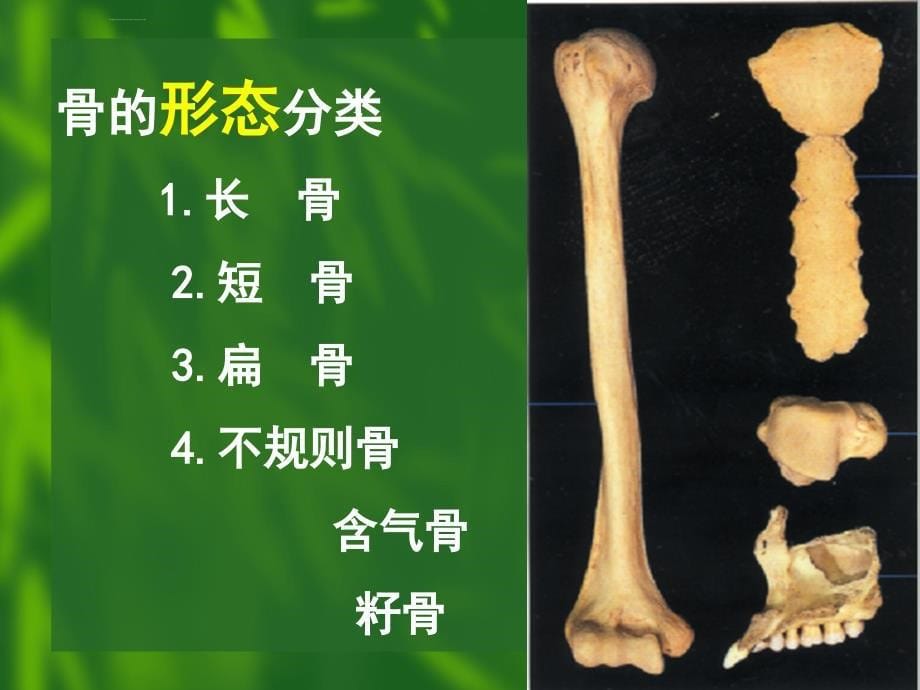 运动系统骨学总论课件_第5页