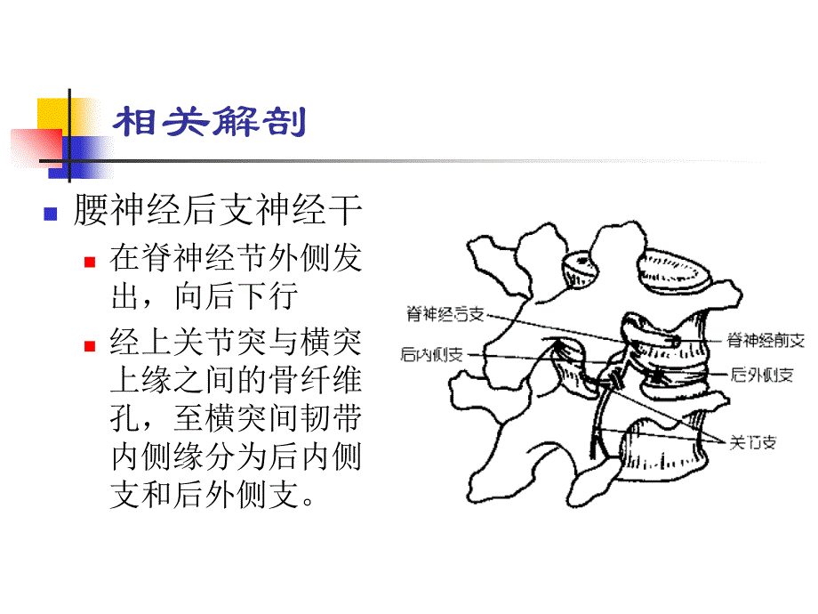 腰神经后支卡压课件_第2页