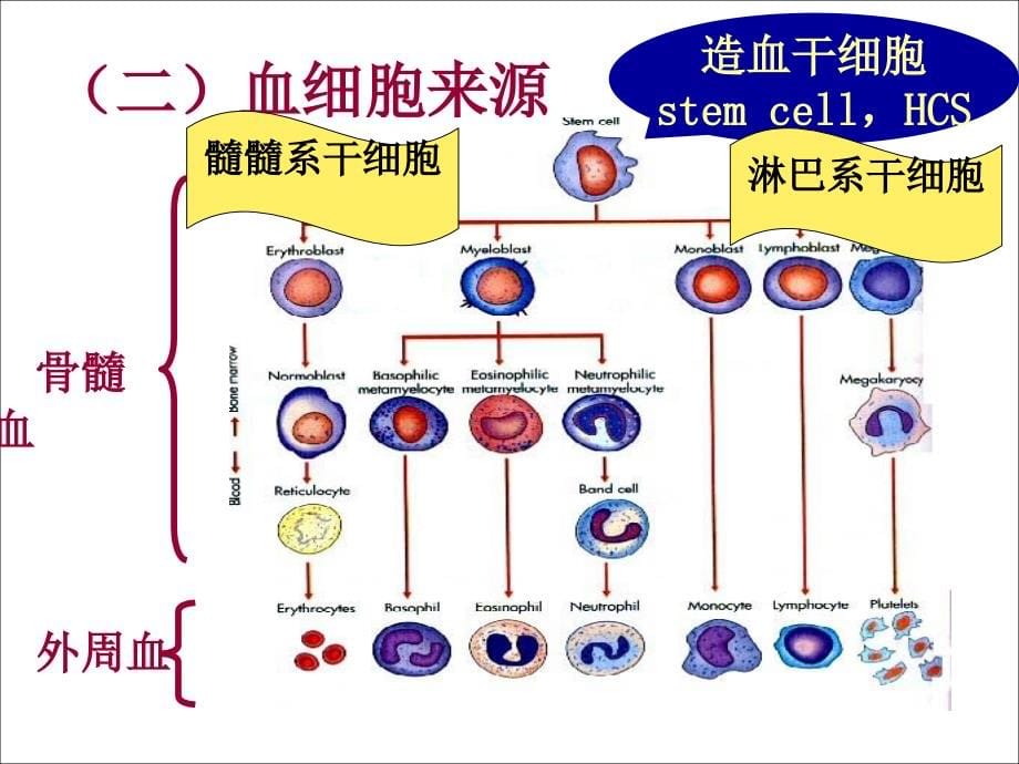 血液系统总论课件_第5页