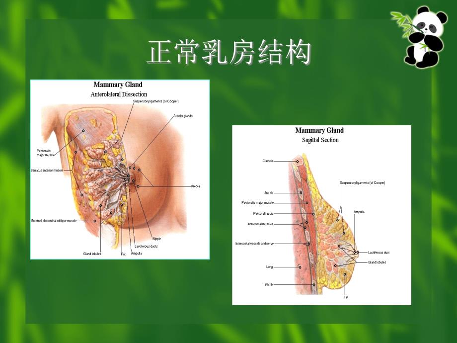 产前产后的乳房保健ppt课件_第2页