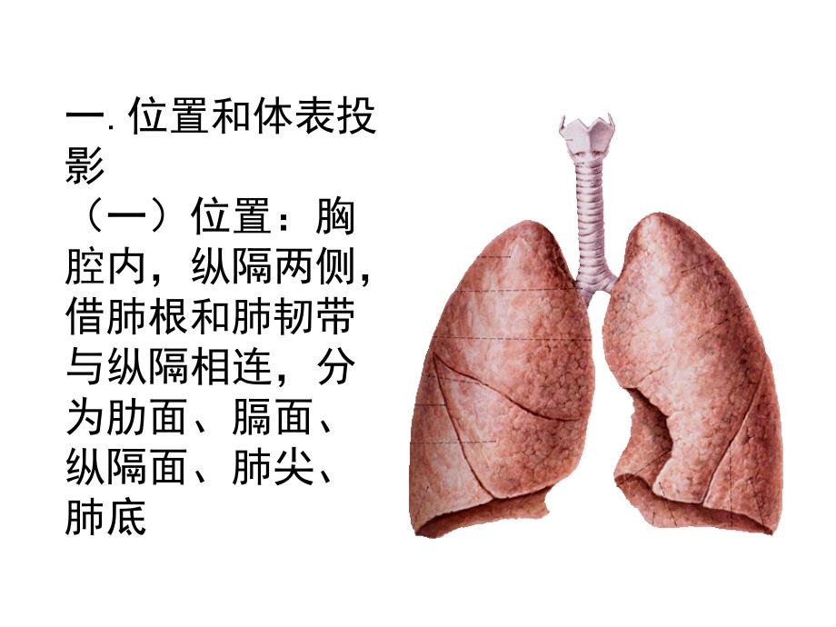 肺和胸部淋巴结PPT课件_第2页