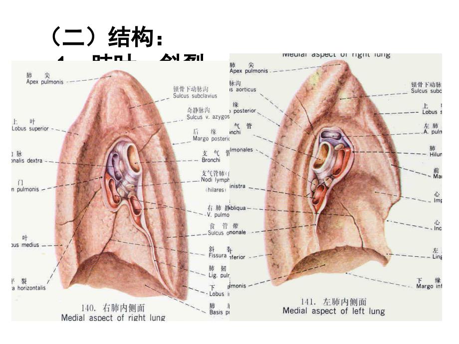 肺和胸部淋巴结PPT课件_第3页