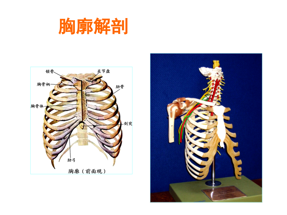 X线摄影位置学胸部摄影位置ppt课件_第4页