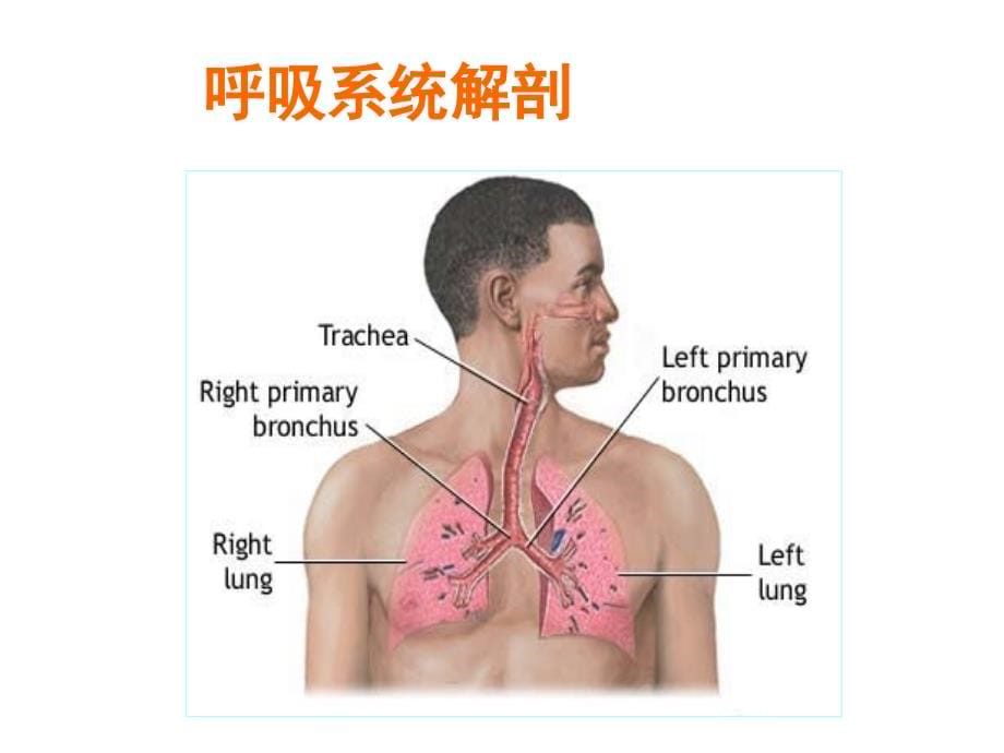 X线摄影位置学胸部摄影位置ppt课件_第5页