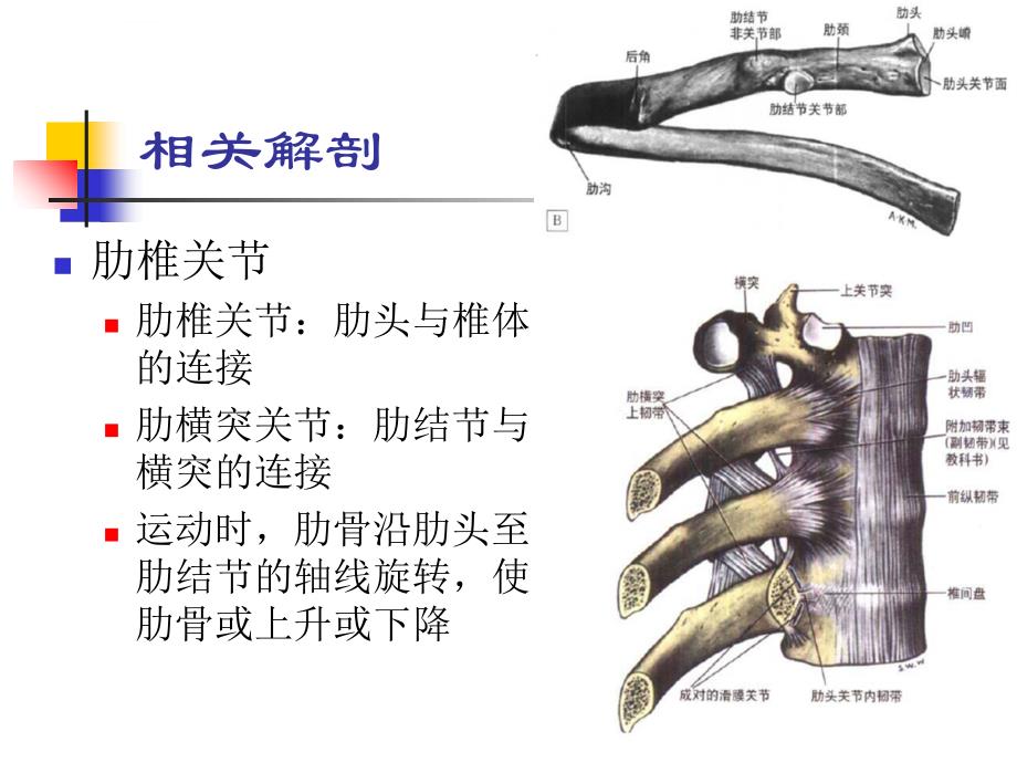 胸神经后支卡压课件_第3页