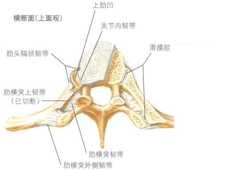 胸神经后支卡压课件_第5页