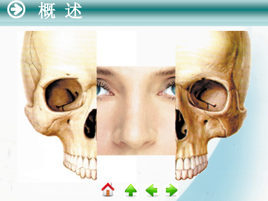 鼻解剖学及生理学ppt课件_第3页