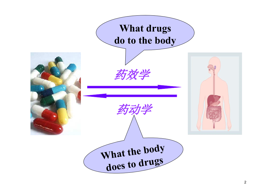 药理学总复习课件_第2页