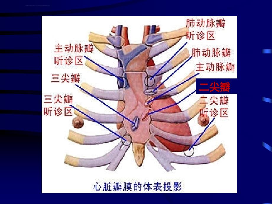 心脏听诊分析课件_第4页