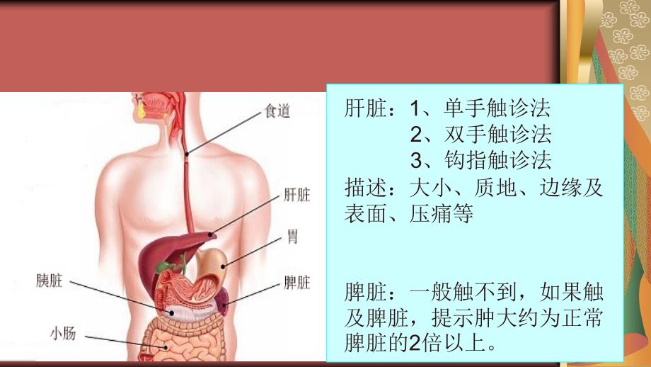 肝脾肿大PPT课件_第4页