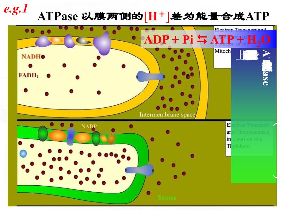 神奇的结构生物学ppt培训课件_第3页