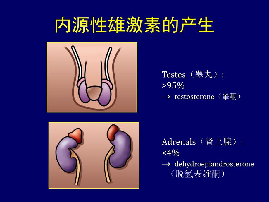 雄激素与男科疾病课件_第4页