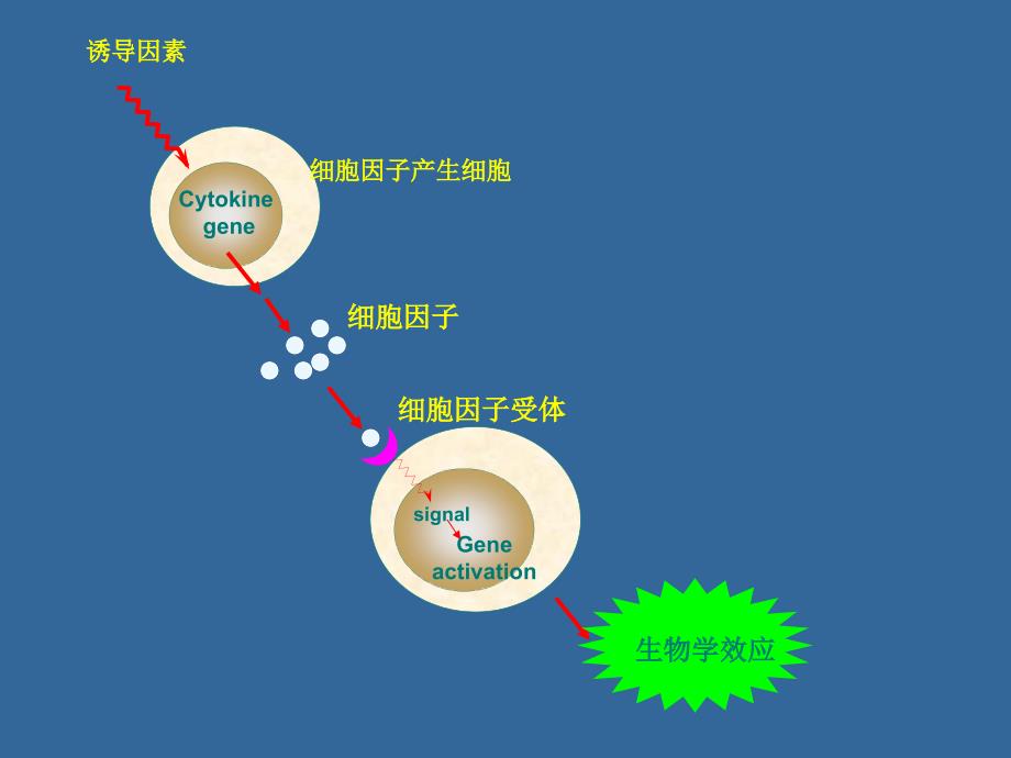 细胞因子(本护夜ppt培训课件_第4页