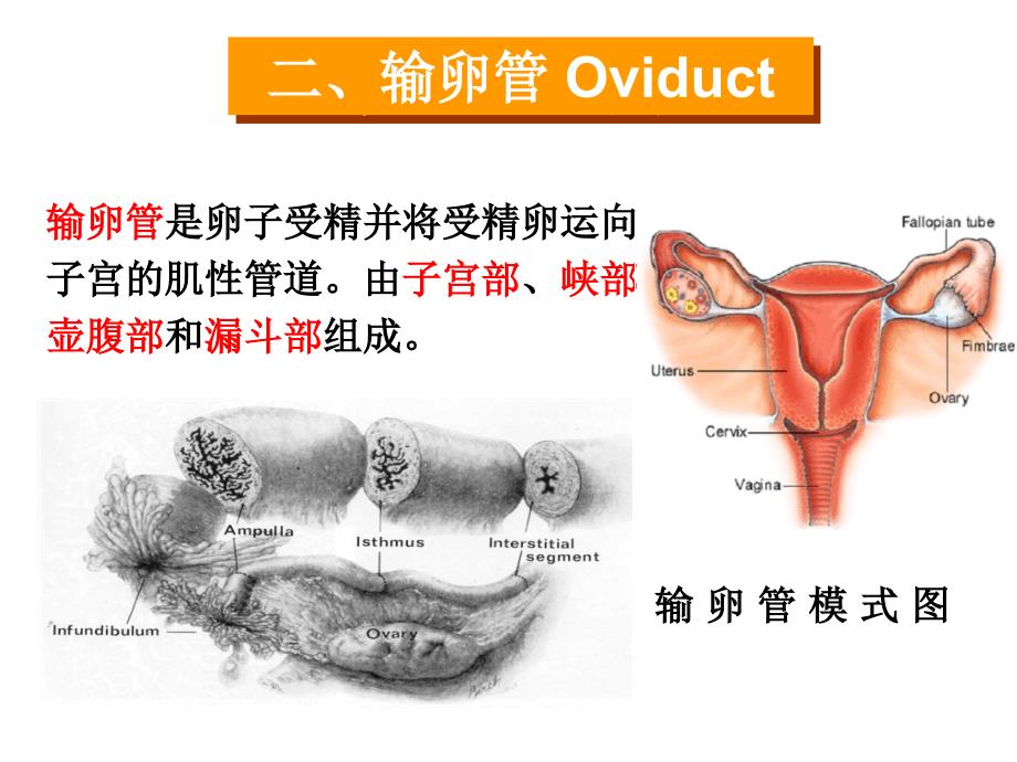 输卵管与子宫_第3页