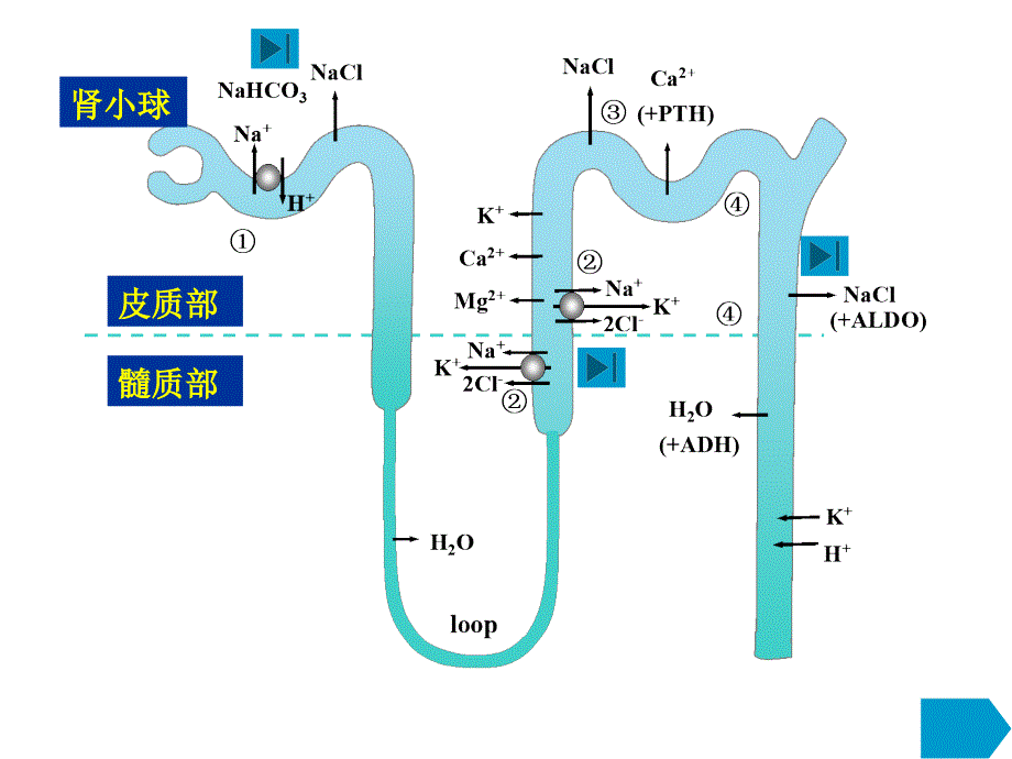 利尿药和脱水药课件_第4页