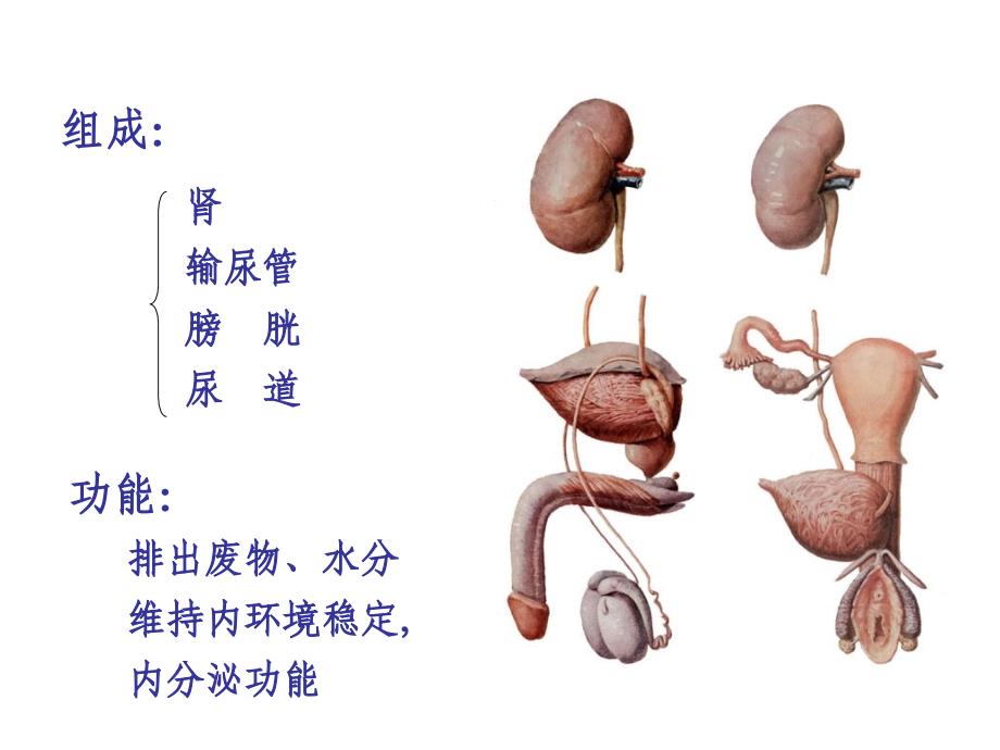 学时-泌尿系统课件_第2页