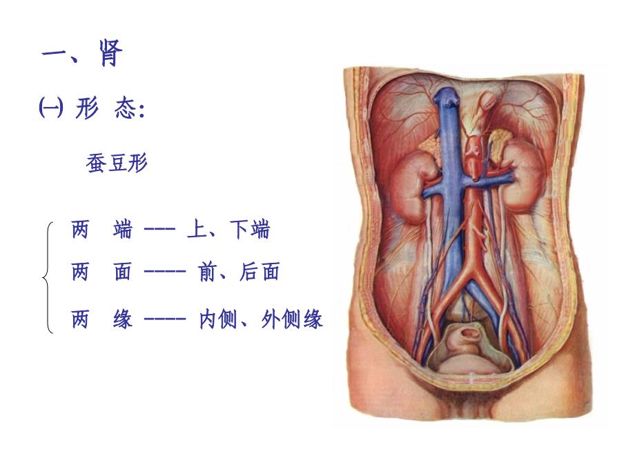 学时-泌尿系统课件_第3页