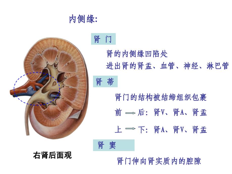 学时-泌尿系统课件_第4页