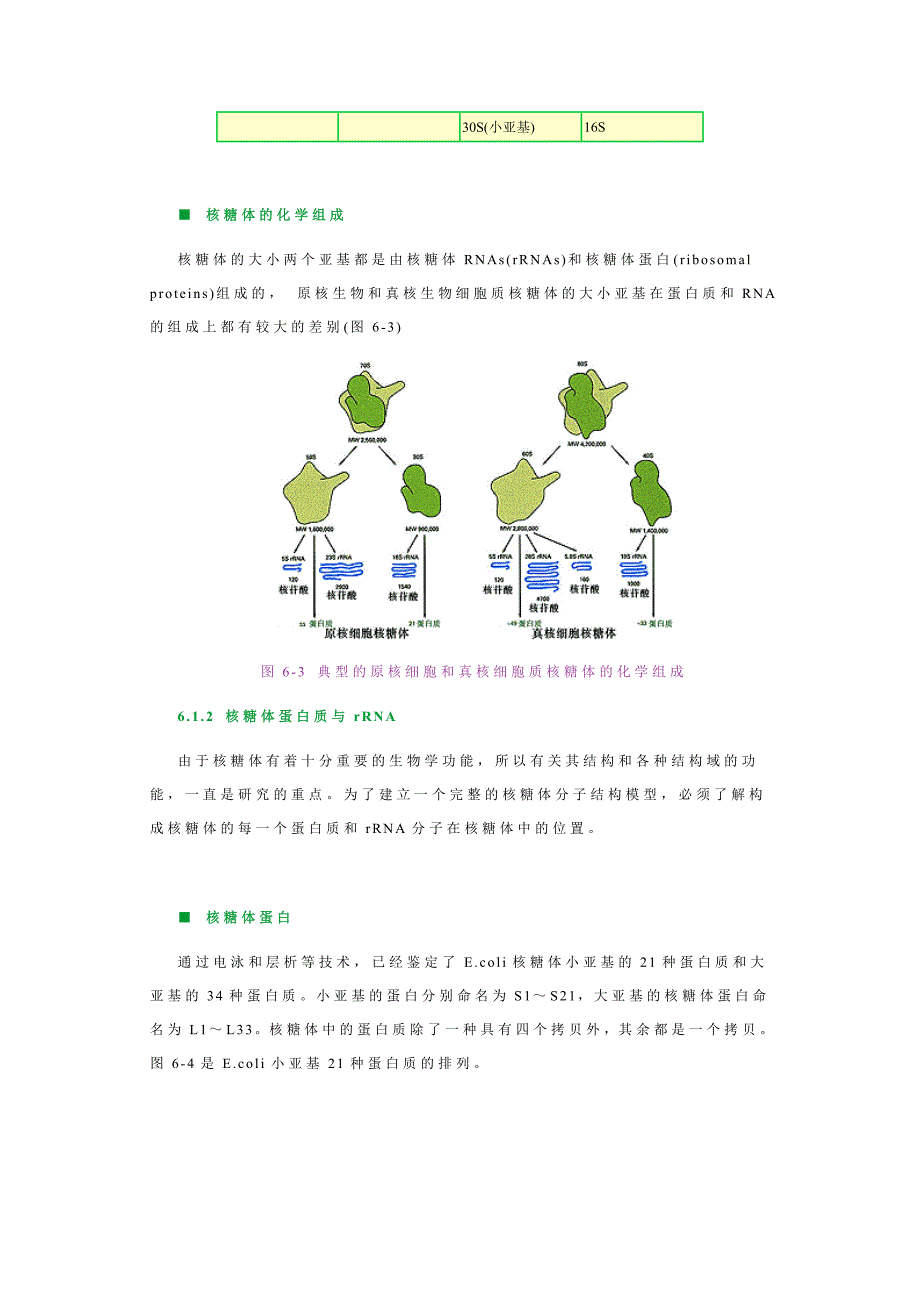 细胞生物学06核糖体与核酶_第4页