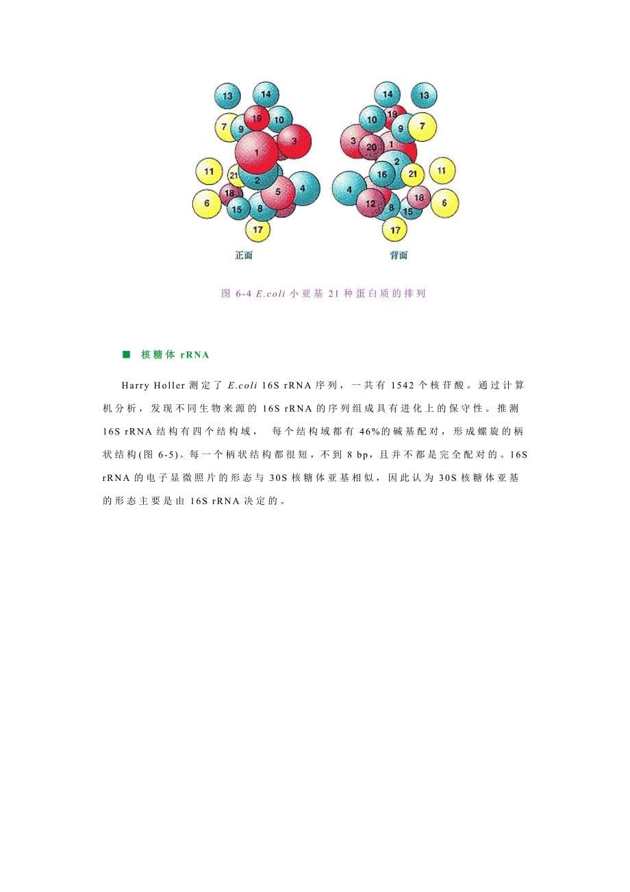 细胞生物学06核糖体与核酶_第5页