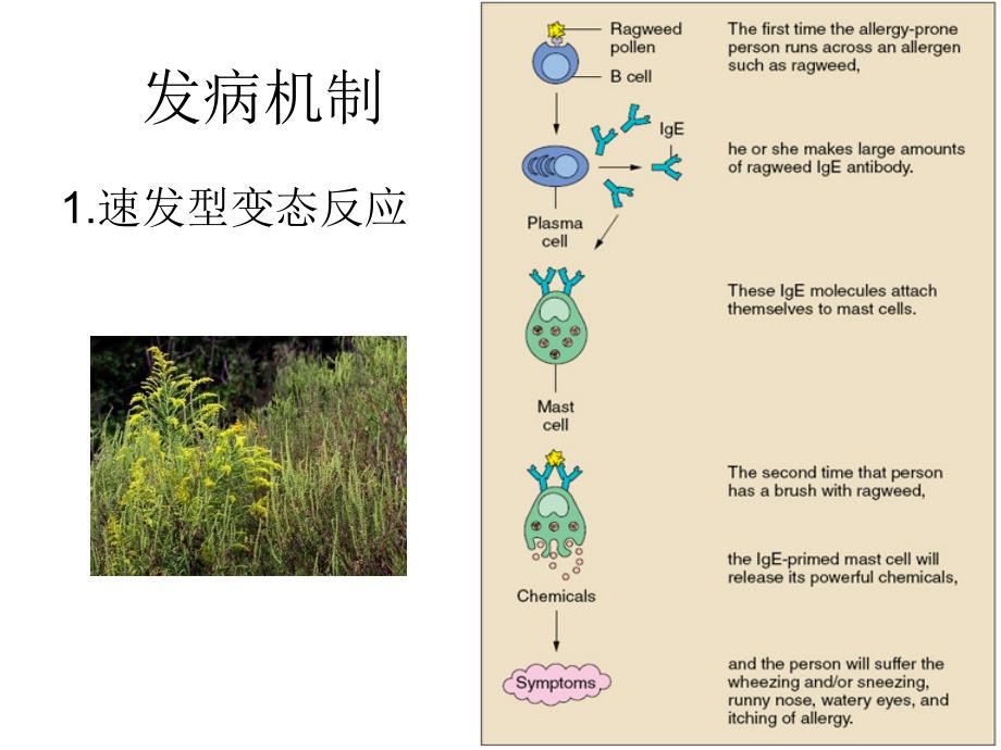 出血性疾病的应用2010ppt课件_第4页