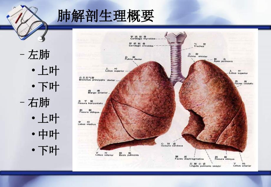培训资料--肺癌护理查房新_第2页