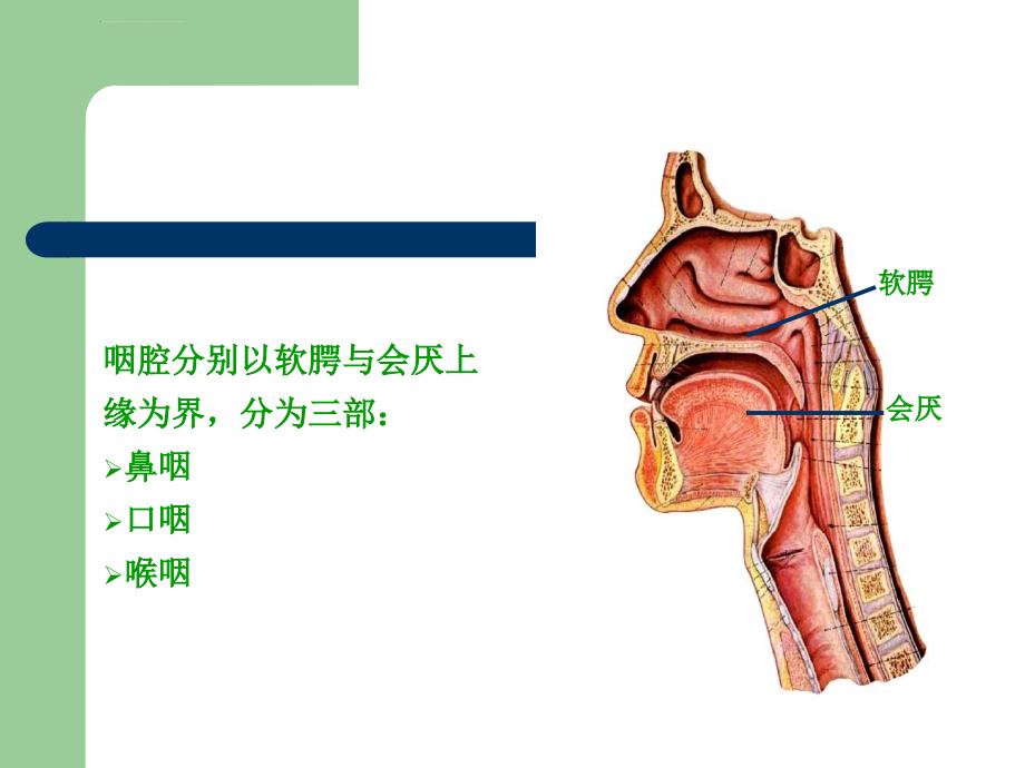 吞咽障碍康复护理ppt课件_第4页