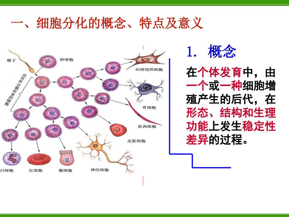 细胞的分化、衰老和凋亡及癌变ppt课件_第3页
