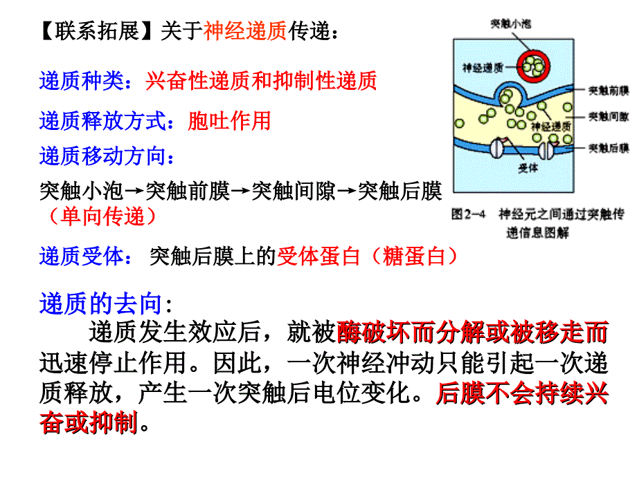 通过神经系统的调节的第二课时_第4页