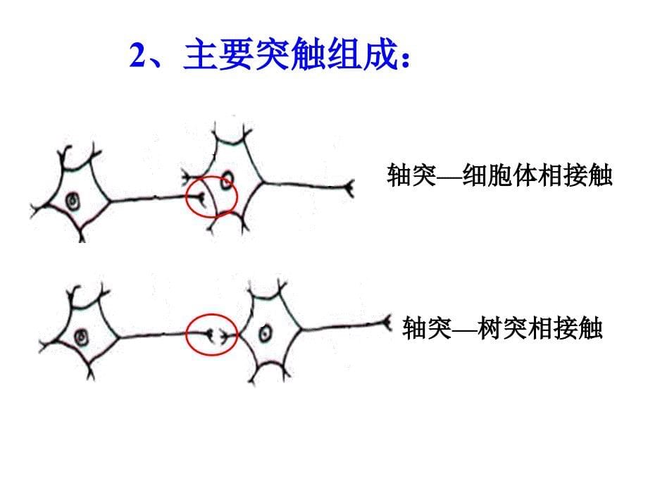 通过神经系统的调节的第二课时_第5页