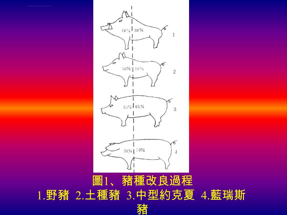 h猪体型与选种hppt课件_第4页