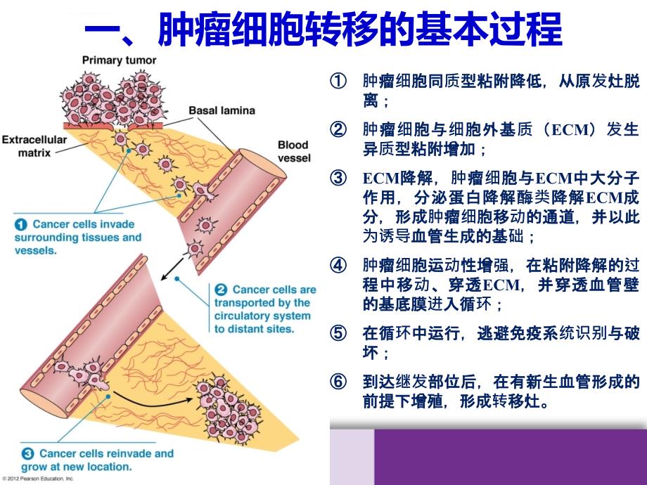 培训资料--乳腺癌侵袭与转移_第4页