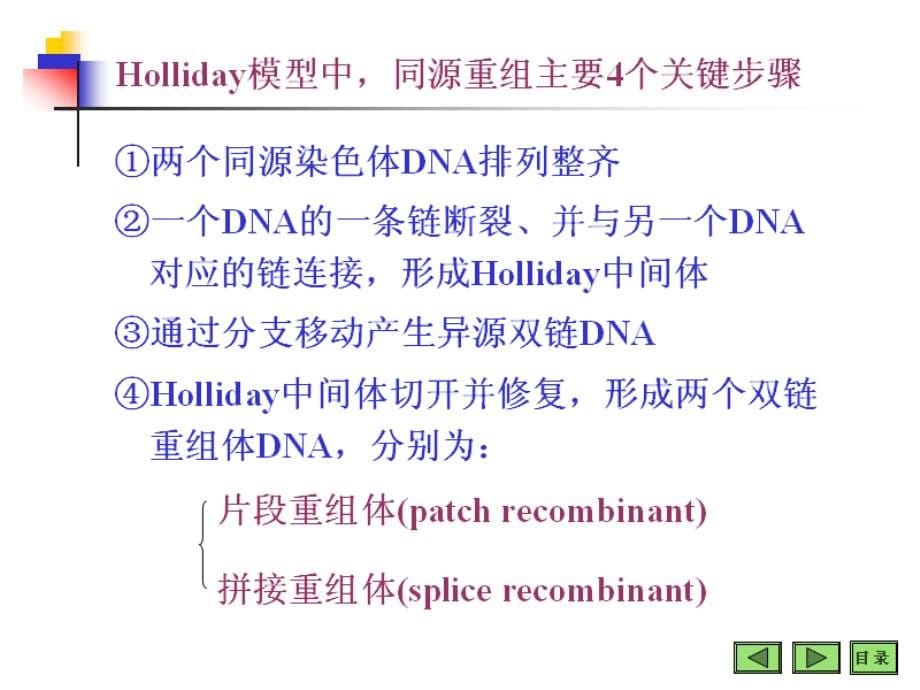 基因重组和基因工程课件_第5页