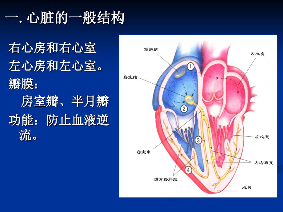 循环与运动_第4页